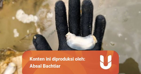 Spesies Baru Cacing Kapal Ditemukan di Filipina